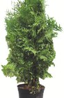 Aktuelles Thuja Brabant Angebot bei Wreesmann in Dresden ab 4,99 €