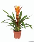 Plante verte et plante fleurie en promo à 4,99 € chez Lidl Plante verte et plante fleurie dans le catalogue Lidl