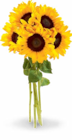 Sonnenblumen Strauß im Angebot bei Netto Marken-Discount in Nordhorn Sonnenblumen Strauß Angebote bei Netto Marken-Discount Nordhorn für 3,99 €