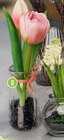 Tulpen im Glas Angebote bei famila Nordost Gifhorn für 3,99 €