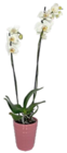 Orchidee im Keramik-Übertopf im Angebot bei Kaufland in Heilbronn Orchidee im Keramik-Übertopf Angebote bei Kaufland Heilbronn für 10,99 €