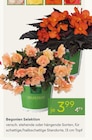 Begonien Selektion im aktuellen Pflanzen Kölle Prospekt