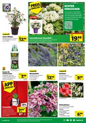 Aktueller Hagebaumarkt Prospekt mit Hortensie, "BRING DEIN ZUHAUSE ZUM STRAHLEN", Seite 3