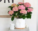Hortensie Hydrangea macrophylla von Kölle im aktuellen Pflanzen Kölle Prospekt für 9,99 €