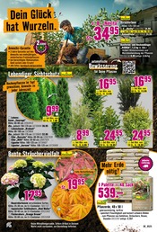 Dünger im Hornbach Prospekt in Norderstedt Aktueller Hornbach Prospekt mit Dünger, "Dein Wille verlegt Deine Terrasse.", Seite 17