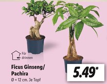 Pflanzen im aktuellen Lidl Prospekt für 5.49€