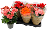 Begonien oder Rosen mit Beiwerk im Angebot bei EDEKA in Lüneburg Begonien oder Rosen mit Beiwerk Angebote bei EDEKA Lüneburg für 3,99 €