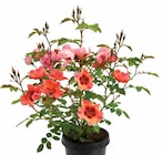 Dehner Garten-Center Münster - PERSISCHE ROSE Angebot im Prospekt PERSISCHE ROSE bei Dehner Garten-Center im Münster Prospekt für 19,99 €
