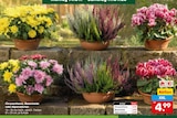 Chrysantheme im Angebot bei Netto Marken-Discount in Mettmann Chrysantheme Angebote bei Netto Marken-Discount Mettmann für 4,99 €