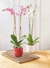 Orchidée Phalaenopsis en promo chez U Express Pau à 12,99 €