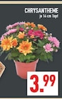 Aktuelle Chrysantheme Angebote bei Marktkauf in Dortmund Aktuelles CHRYSANTHEME Angebot bei Marktkauf in Dortmund ab 3,99 €