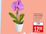 Schmetterlingsorchidee Singolo im Angebot bei Marktkauf in Stuttgart Schmetterlingsorchidee Singolo Angebote bei Marktkauf Stuttgart für 12,99 €