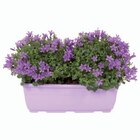 Jardinière de campanule en promo chez Lidl Argenteuil à 9,99 €