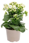 Aktuelles Kalanchoe Angebot bei REWE in Hamburg ab 2,59 €