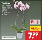 Orchidee Angebote bei Netto Marken-Discount Cottbus für 7,99 €