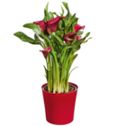 Calla im Angebot bei Netto Marken-Discount in Gütersloh Calla Angebote bei Netto Marken-Discount Gütersloh für 4,99 €