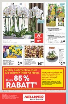 Orchidee im Hellweg Prospekt "Die Profi-Baumärkte" mit 24 Seiten (Bielefeld)