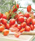 Aktuelle Tomaten Angebote bei Dehner Garten-Center in Duisburg Aktuelles Datteltomate Angebot bei Dehner Garten-Center in Duisburg ab 3,49 €