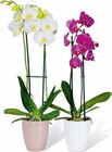 Schmetterlings-Orchidee bei Hagebaumarkt im Sangerhausen Prospekt für 7,99 €