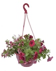 Promo Suspension fleurie à 16,99 € dans le catalogue Jardiland à Corbeil-Essonnes