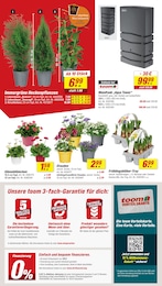 Blumen Angebot im aktuellen toom Baumarkt Prospekt auf Seite 4