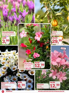Blumen im Garten-Center Nordharz GmbH & Co. KG Prospekt "NOCH BLUMIGER GEHT NICHT!" mit 12 Seiten (Hildesheim)