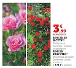 Rosier en motte dans le catalogue Super U