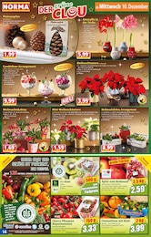 Deko Weihnachtsstern Angebot im aktuellen Norma Prospekt auf Seite 14