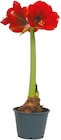 Amaryllis im Topf  im aktuellen Netto mit dem Scottie Prospekt für 2,99 €