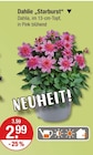 Dahlie "Starburst" für 2,99 € bei V-Markt im Angebot Dahlie "Starburst" im aktuellen V-Markt Prospekt