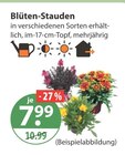 Blüten-Stauden von  im aktuellen V-Markt Prospekt für 7,99 €