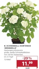 Aktuelles Schneeball-Hortensie 'Annabelle' Angebot bei Dehner Garten-Center in Dresden ab 11,99 €