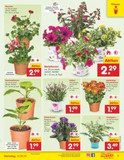 Aktueller Netto Marken-Discount Prospekt mit Blumen, "Aktuelle Angebote", Seite 7