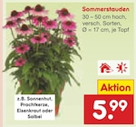 Sommerstauden im Angebot bei Netto Marken-Discount in Celle Sommerstauden Angebote bei Netto Marken-Discount Celle für 5,99 €