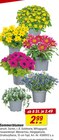toom Baumarkt - Sommerblumen Angebot im Prospekt Sommerblumen bei toom Baumarkt im Prospekt "" für 2,49 €