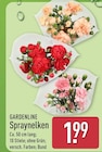 Spraynelken von Gardenline im aktuellen ALDI Nord Prospekt