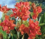 Bulbes arums aethiopica blanc - U en promo chez U Express Lyon à 2,99 €