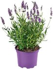 Lavendel Angebote bei REWE Ettlingen für 1,39 €