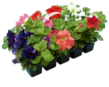 Beetpflanzen im 10er-Tray bei OBI im Prospekt "" für 2,49 €