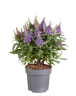 Buddleja - Lidl à Quimper Buddleja en promo chez Lidl Quimper à 9,99 €