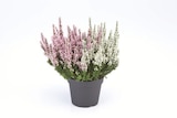 Aktuelle Pflanzen Angebote bei Lidl in Krefeld Aktuelles Heidekraut (Calluna vulgaris) Angebot bei Lidl in Krefeld ab 2,29 €