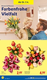 Tulpen Angebote im Prospekt "LIDL LOHNT SICH" von Lidl auf Seite 62