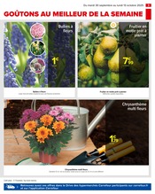Chrysanthèmes Angebote im Prospekt "PRÉPAREZ L’AUTOMNE : JARDIN - BRICOLAGE" von Carrefour auf Seite 5