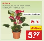 Anthurie Angebote bei Netto Marken-Discount Bocholt für 5,99 €