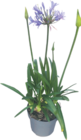 Schmucklilie Agapanthus 'Brillant' von  im aktuellen V-Markt Prospekt für 7,99 €