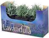 Barquette de lavande - Lidl à Rueil-Malmaison Barquette de lavande en promo chez Lidl Rueil-Malmaison à 3,99 €