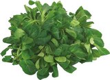 Bio Feldsalat bei EDEKA im Warendorf Prospekt für 1,29 €