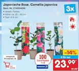 Japanische Rose, Camellia japonica im Netto Marken-Discount Prospekt Japanische Rose, Camellia japonica von im aktuellen Netto Marken-Discount Prospekt für 23,99 €
