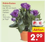 Prärie Enzian für 2,99 € bei Netto Marken-Discount im Angebot Prärie Enzian im aktuellen Netto Marken-Discount Prospekt
