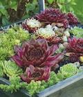 Hauswurz/Fetthenne im Angebot bei toom Baumarkt in Bergisch Gladbach Hauswurz/Fetthenne Angebote bei toom Baumarkt Bergisch Gladbach für 3,99 €